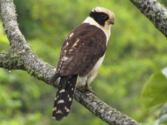 Laughing Falcon