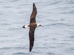 Laysan Albatross