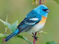 Lazuli Bunting