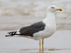 Lesser Black-backed Gull