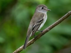 Least Flycatcher