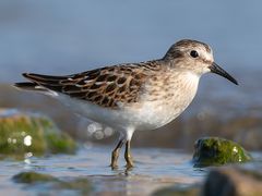 Least Sandpiper