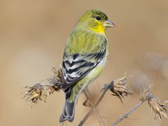 Lesser Goldfinch