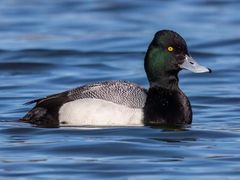 Lesser Scaup