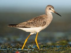 Lesser Yellowlegs