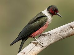Lewis's Woodpecker
