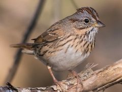 Lincoln's Sparrow