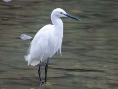 Little Egret
