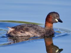 Little Grebe