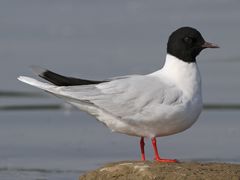 Little Gull