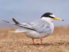 Little Tern