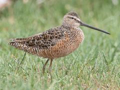 Long-billed Dowitcher