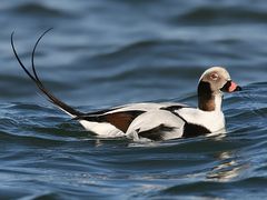 Long-tailed Duck
