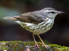 Louisiana Waterthrush