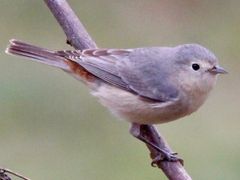 Lucy's Warbler