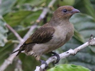 Lyre-tailed Honeyguide