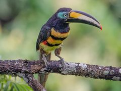 Many-banded Aracari