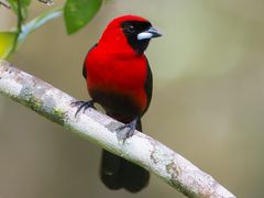 Masked Crimson Tanager