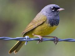MacGillivray's Warbler