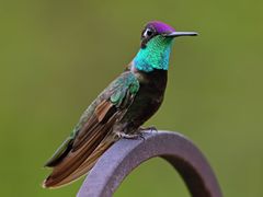 Rivoli's Hummingbird