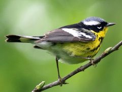Magnolia Warbler