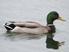 Mallard