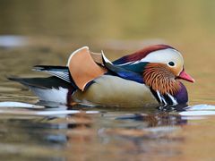 Mandarin Duck