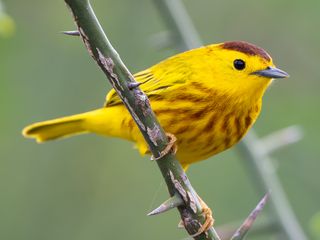 Mangrove Yellow Warbler