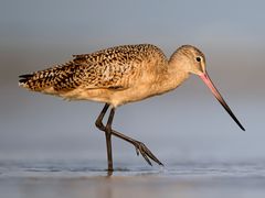 Marbled Godwit
