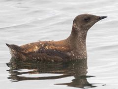 Marbled Murrelet