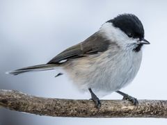 Marsh Tit