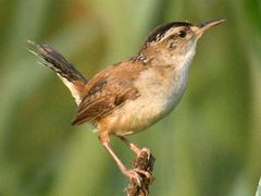 Marsh Wren
