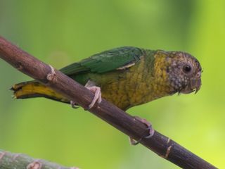 Meek's Pygmy-Parrot