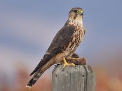 Merlin