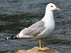 Short-billed Gull