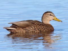 Mexican Duck