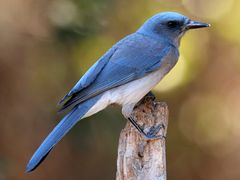 Mexican Jay