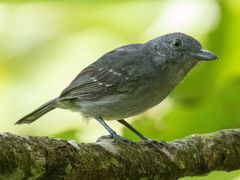 Mouse-colored Antshrike