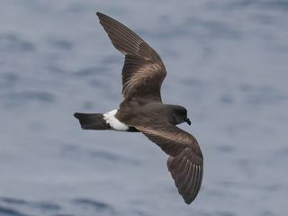 Monteiro's Storm-Petrel