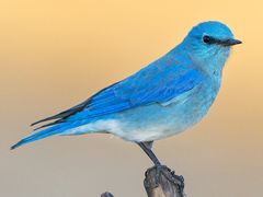 Mountain Bluebird