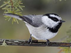 Mountain Chickadee