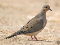 Mourning Dove