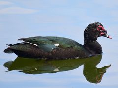 Muscovy Duck