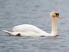 Mute Swan