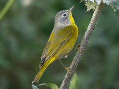 Nashville Warbler