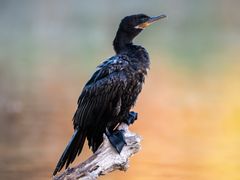 Neotropic Cormorant