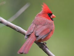 Northern Cardinal