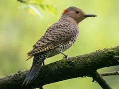 Northern Flicker