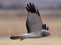 Northern Harrier