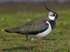 Northern Lapwing